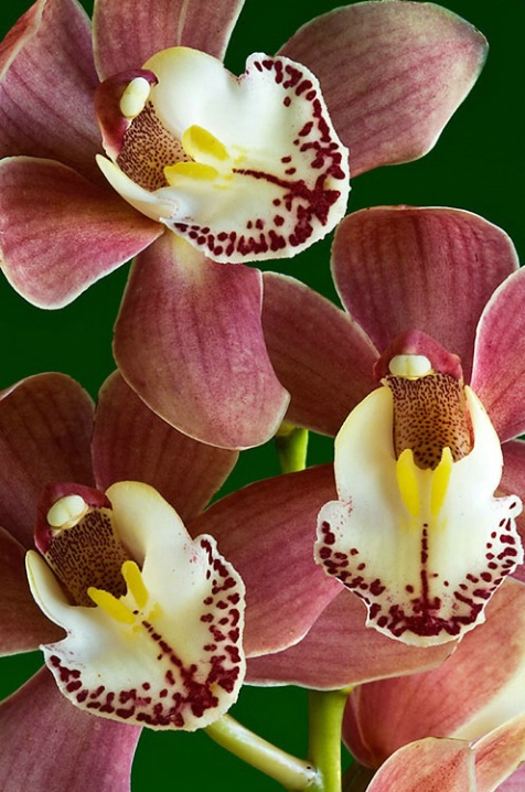 Orchids