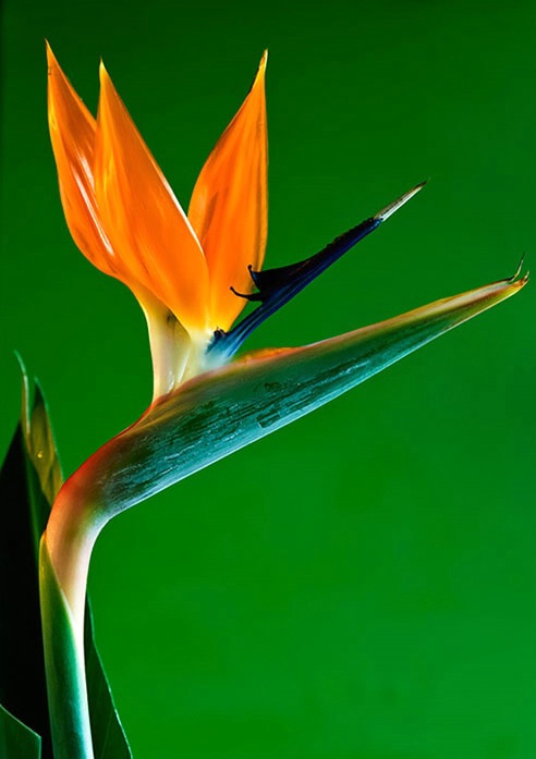 Bird of Paradise Flower