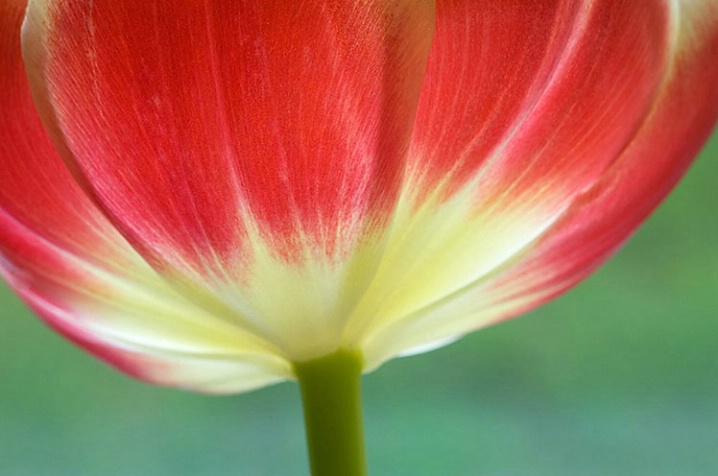 Tulip Close -up