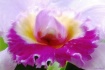 Colors of Purple