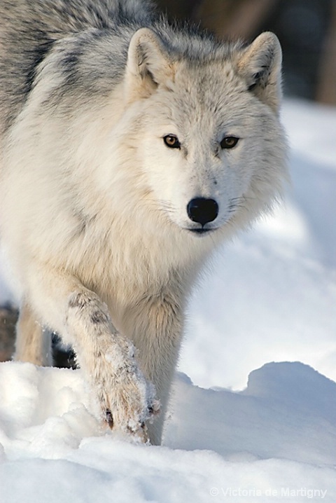 Arctic Wolf, Montebello (QC)