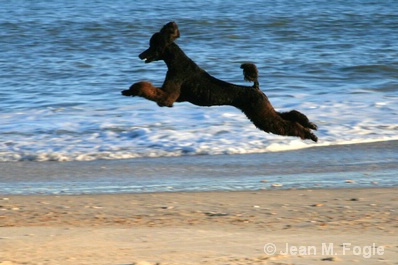 Poodle leaping on beach