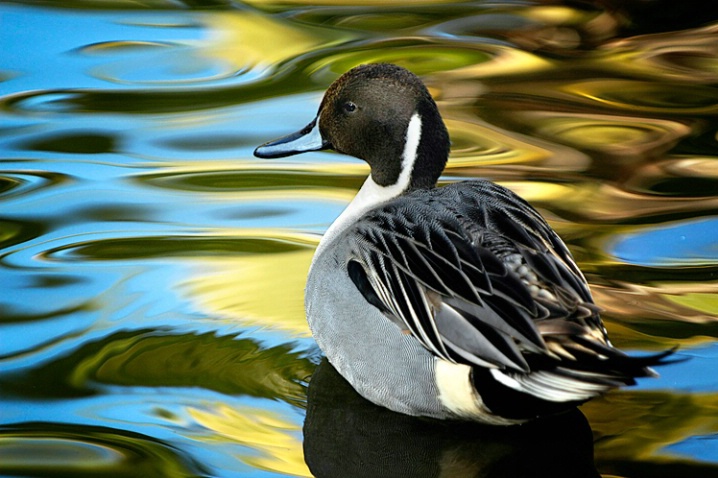 Watercolor Duck