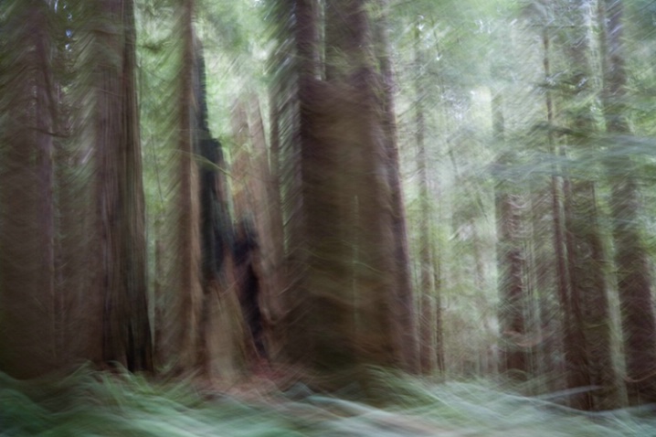 Redwood Impressions