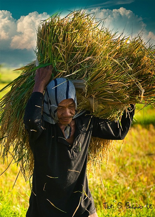 "Palay"