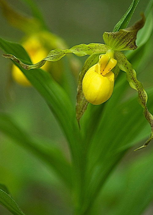 Yellow Lady Slipper, Sumter NF, SC - ID: 5574996 © george w. sharpton