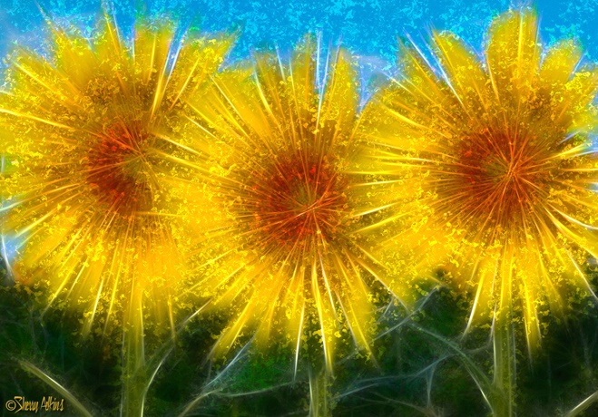 Sunflower Explosion - ID: 5577676 © Sherry Karr Adkins