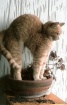 potted cat