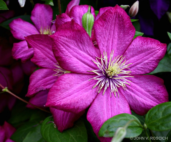 Family Clematis - ID: 5582538 © John V. Roscich