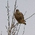 2Juvenile Gyrfalcon - ID: 5582650 © John Tubbs