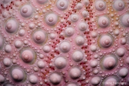 Detail - Pink Sea Urchin