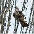 2Juvenile Gyrfalcon - ID: 5582949 © John Tubbs