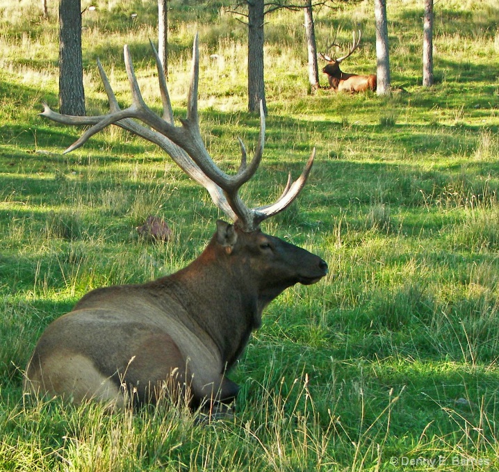 Bull Elk - Wapiti, Animal Park-SD - ID: 5583116 © Denny E. Barnes