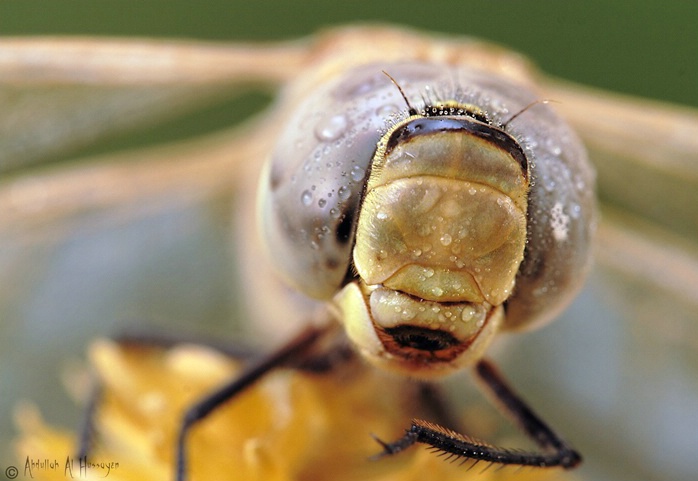 Portrait Dragonfly