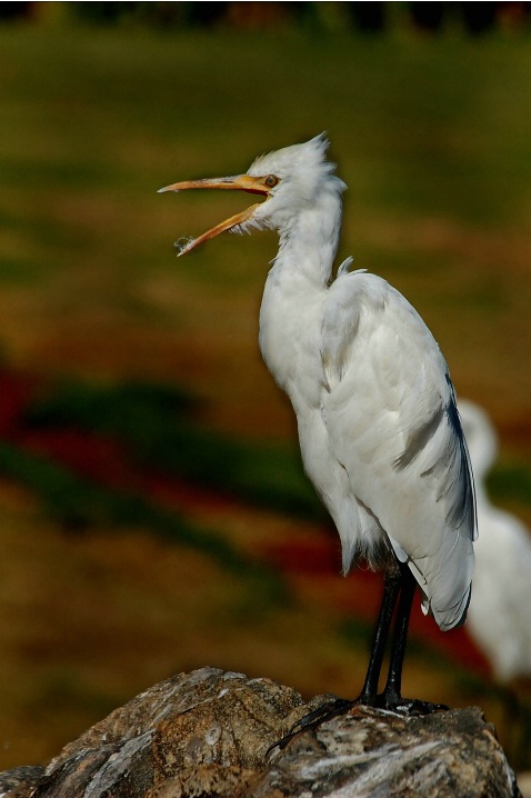 Great Egret - ID: 5583469 © VISHVAJIT JUIKAR