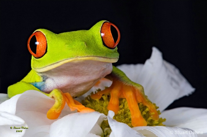 The Red-eyed Tree Frog (Agalychnis callidryas