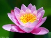 Pink waterlilly 