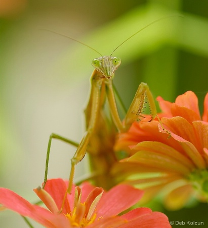 praying mantis on flower