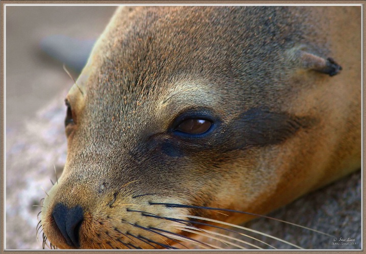 Sea Lion - ID: 5586142 © BARBARA TURNER