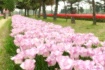 Field of Tulips