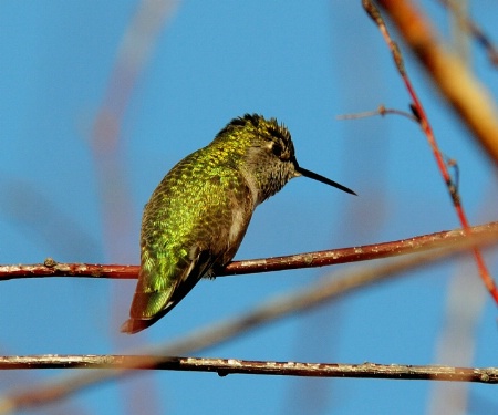 Pet humming bird