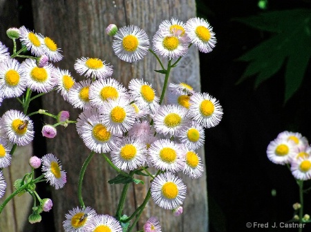 Wave Hill Flowers