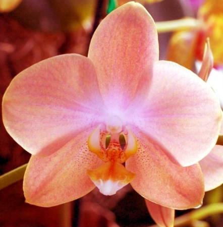 Heart OF An Orchid