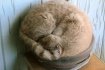 potted cat sleepi...