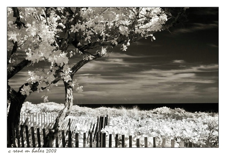 Beach, fence and tree (brown toned) 