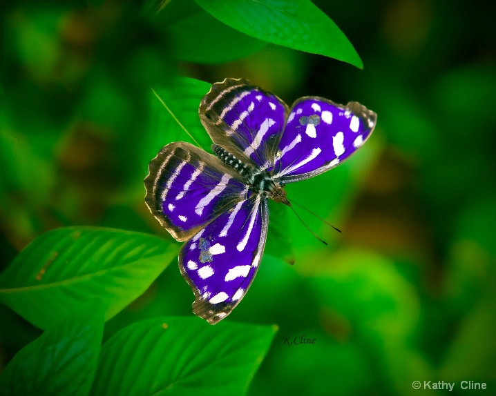 Beautiful And Blue