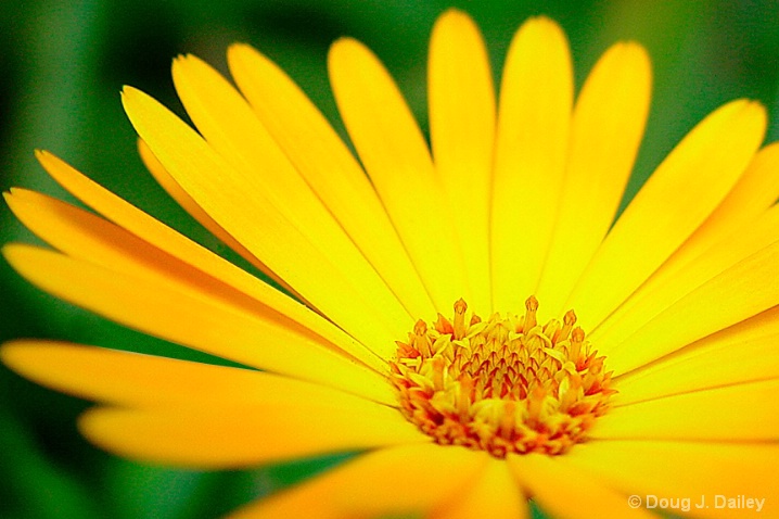 yellow_daisy