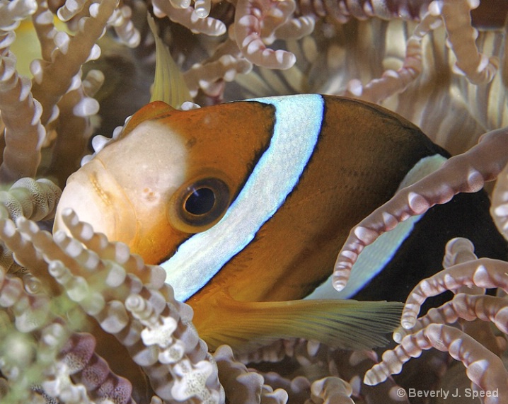 Barrier Reef Anemonefish