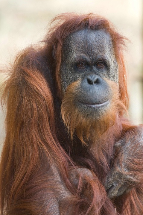 Orangutan Portrait, Zoo Atlanta - ID: 5595745 © Richard S. Young