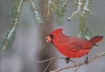 Corny Cardinal