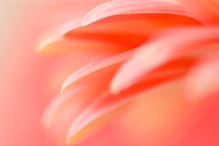 Flamingo Petals