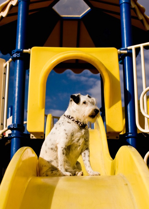 King of the Playground