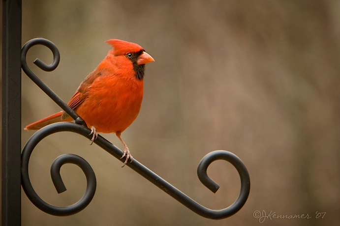 Poppa Cardinal