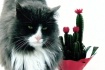 willie and cactus