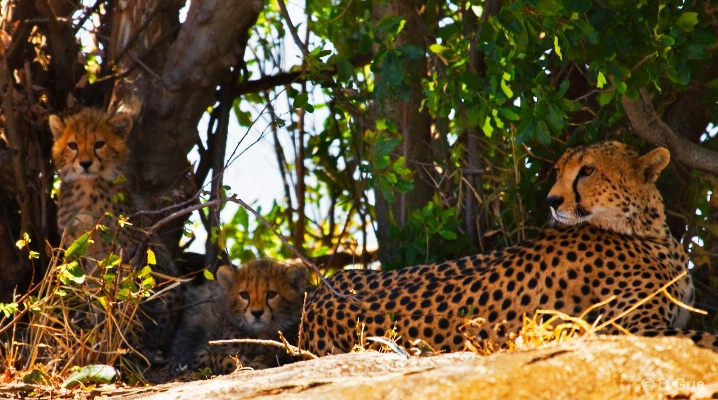 Leopard Family in Tanzania