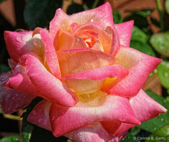 Beautiful Rose