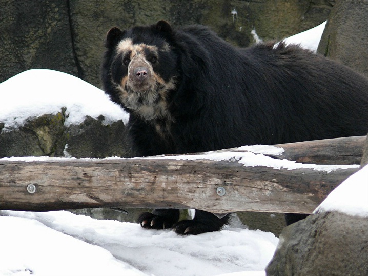 Spectacled Bear Looking at You