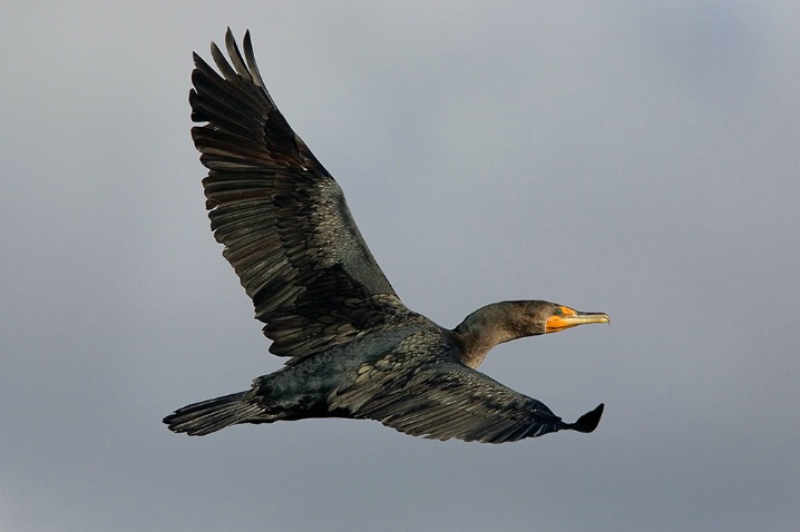 Double-crested Cormorant in Flight - ID: 5605245 © John Tubbs