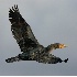 2Double-crested Cormorant in Flight - ID: 5605245 © John Tubbs