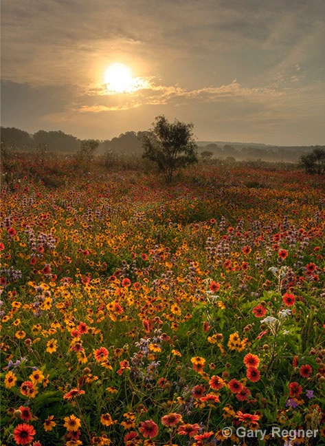 Spring Morning