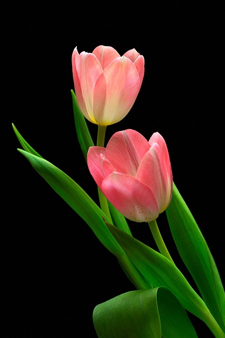 Two Tulips