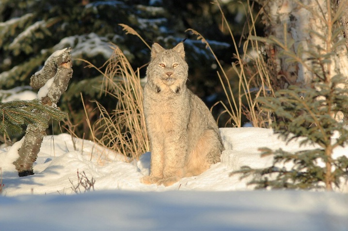 Wild Lynx