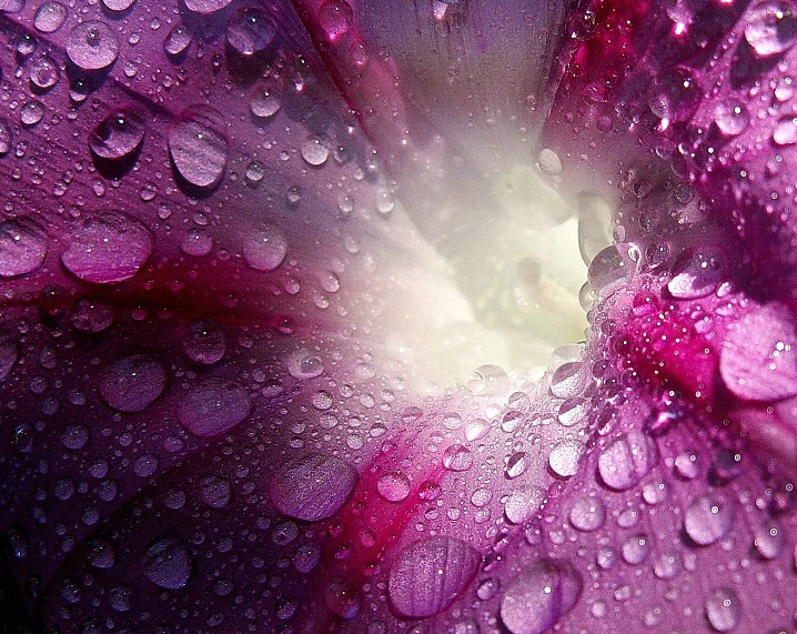 Morning Glory Rain