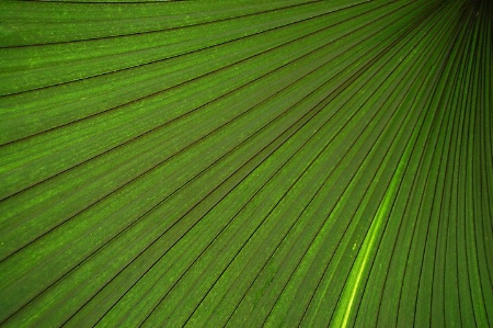 Palmetto Leaf