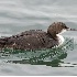 2Pacific Loon - ID: 5608948 © John Tubbs