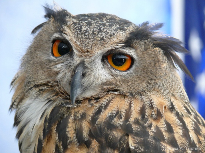 Owl Eyes